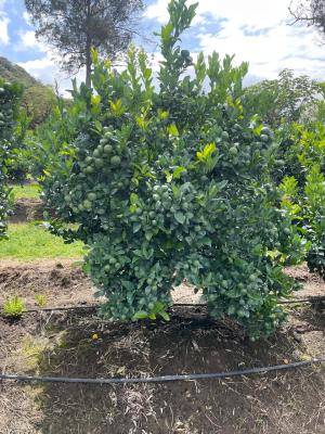 f331f61b-a5d3-4531-8b0c-aff40ac5726d